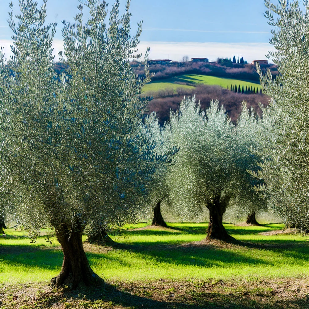 Olive Tree Adoption